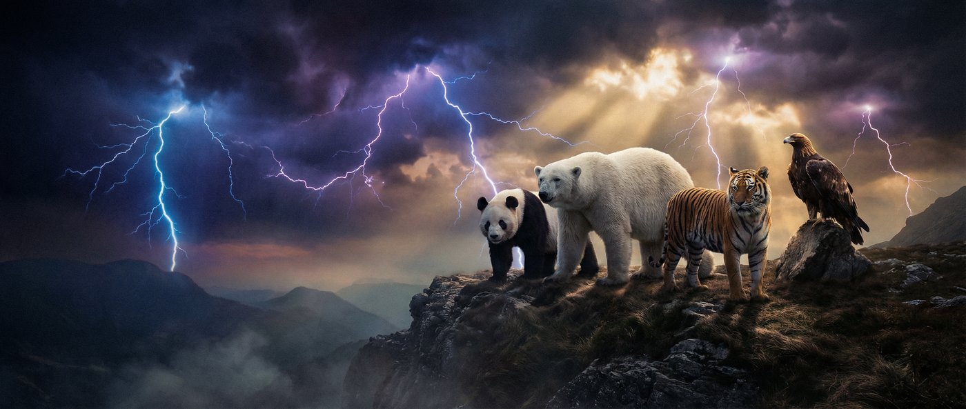 今日大赛动物写真视频社区